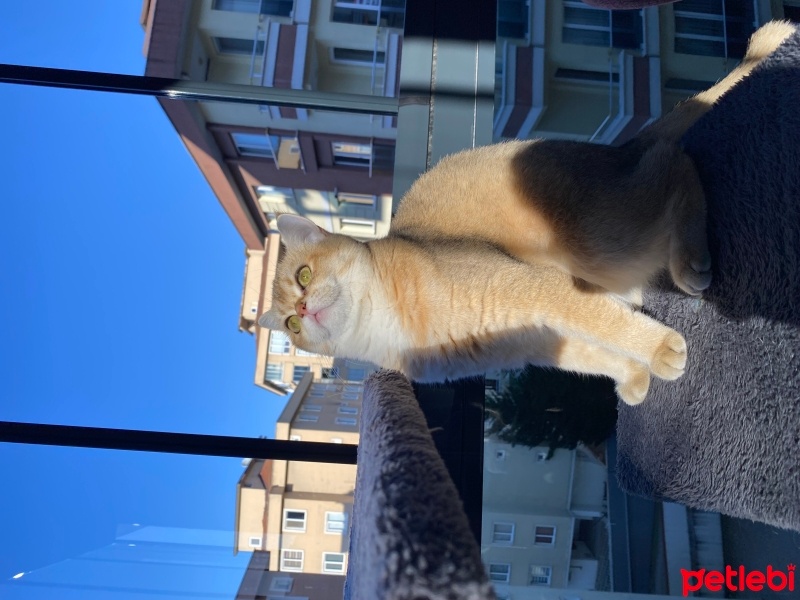 British Shorthair, Kedi  Mia fotoğrafı