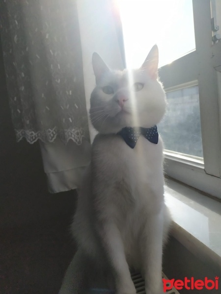 Tekir Kedi, Kedi  Atlas fotoğrafı