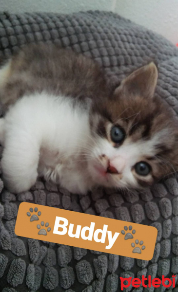 İran Kedisi (Persian), Kedi  Buddy fotoğrafı