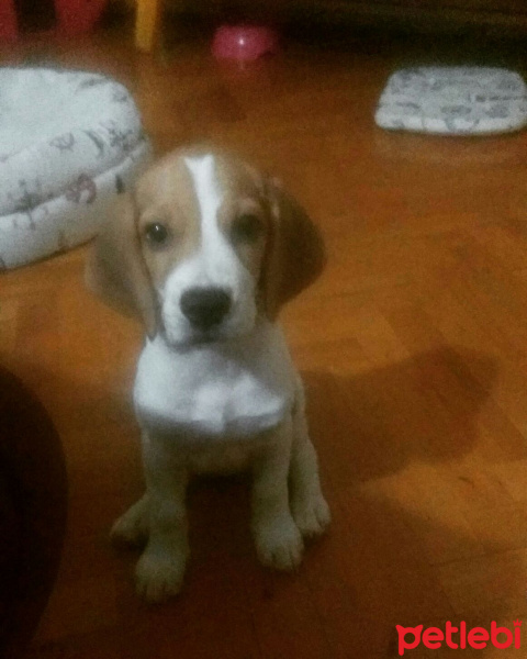 Beagle, Köpek  Marla fotoğrafı