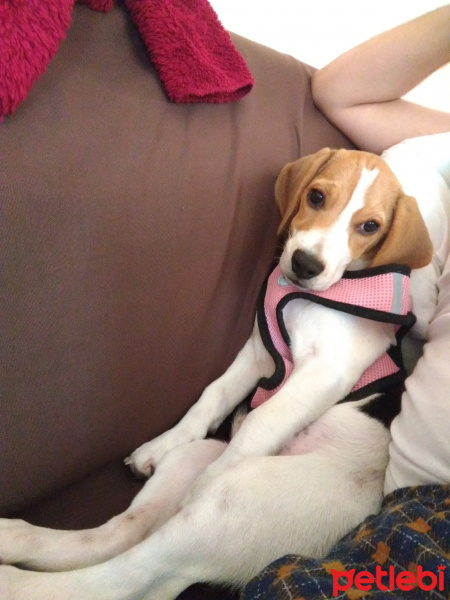 Beagle, Köpek  Marla fotoğrafı