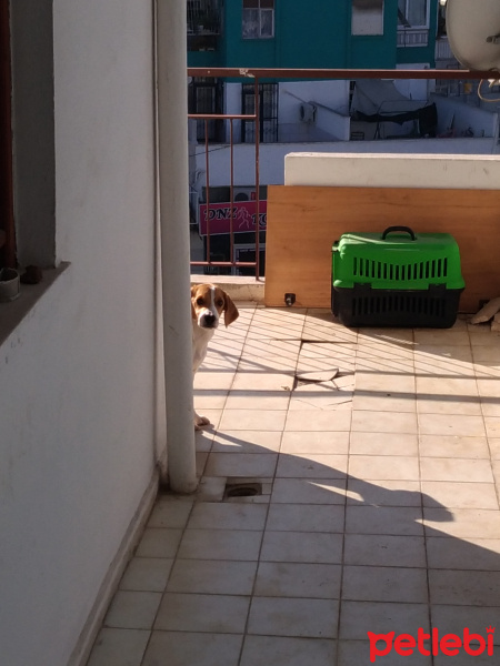Beagle, Köpek  Marla fotoğrafı
