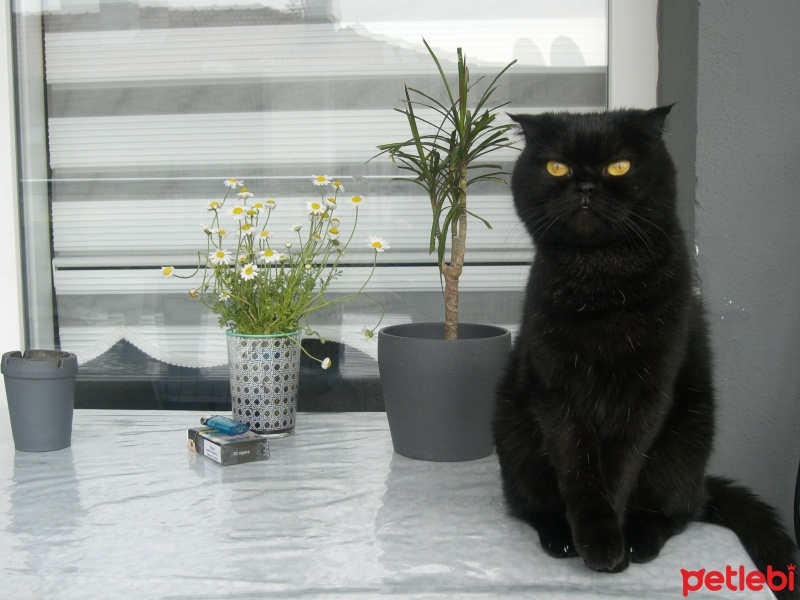 Scottish Fold, Kedi  Hera fotoğrafı
