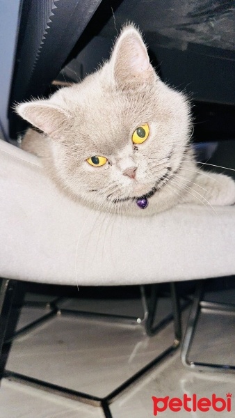 British Longhair, Kedi  Mia fotoğrafı