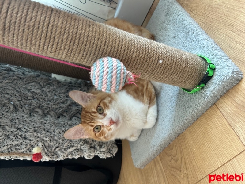 Tekir Kedi, Kedi  Pumpkin fotoğrafı
