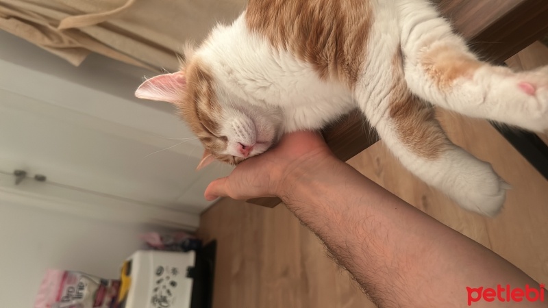 Tekir Kedi, Kedi  Pumpkin fotoğrafı