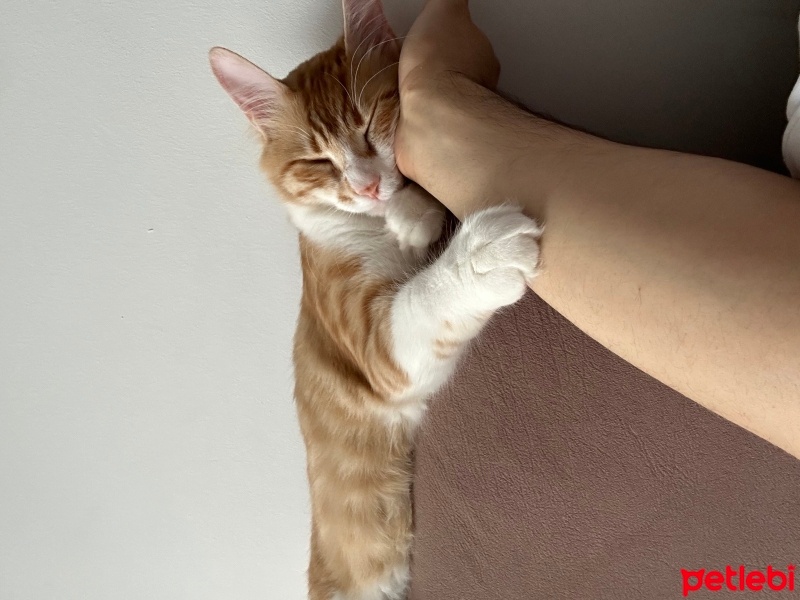 Tekir Kedi, Kedi  Pumpkin fotoğrafı