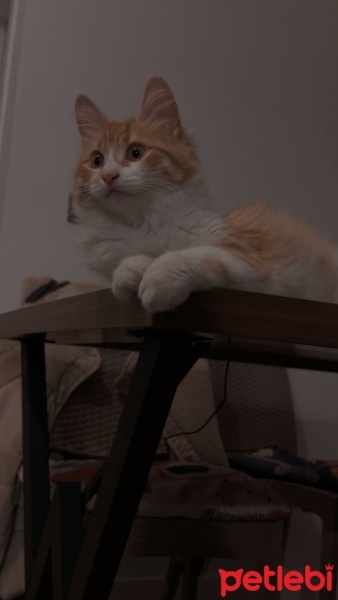 Tekir Kedi, Kedi  Pumpkin fotoğrafı