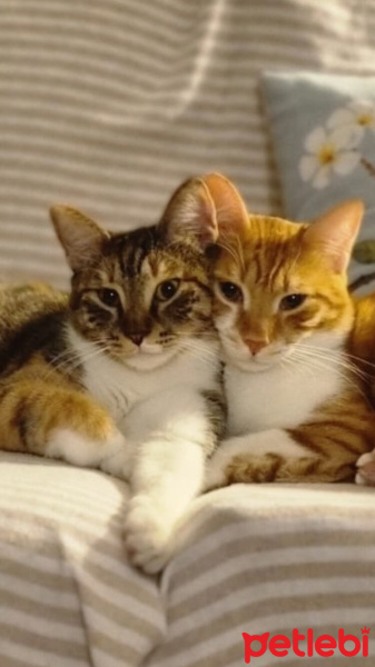 Tekir Kedi, Kedi  HİNATA fotoğrafı