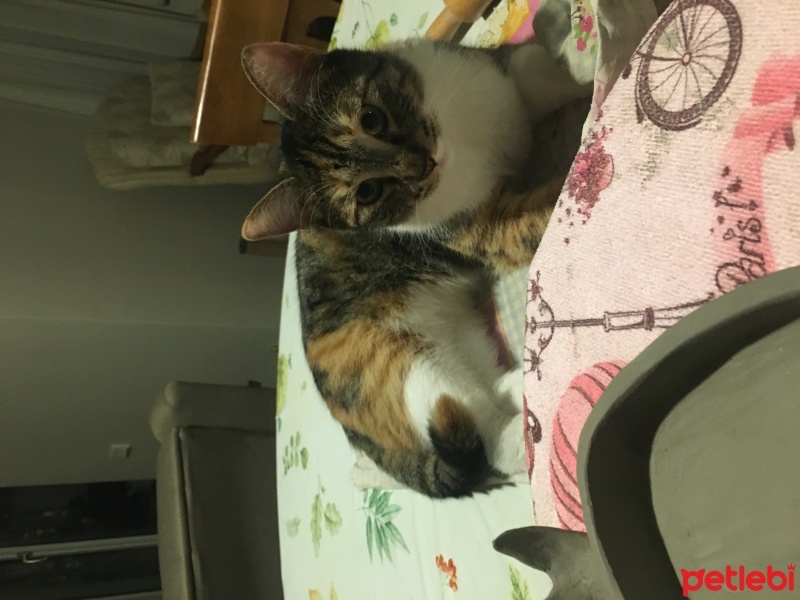 Tekir Kedi, Kedi  HİNATA fotoğrafı