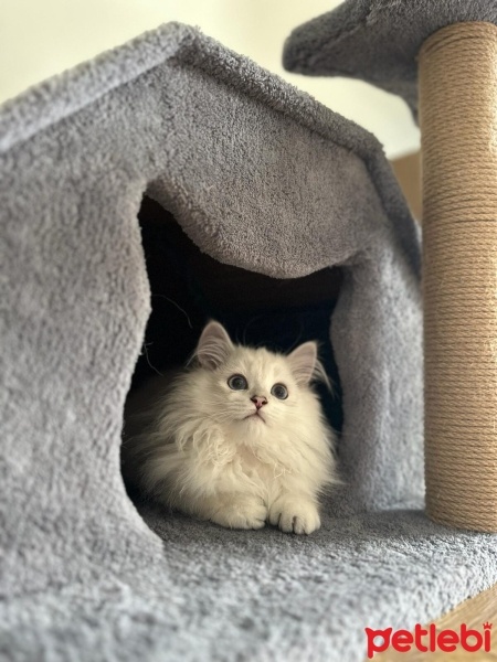 British Longhair, Kedi  Paşa fotoğrafı