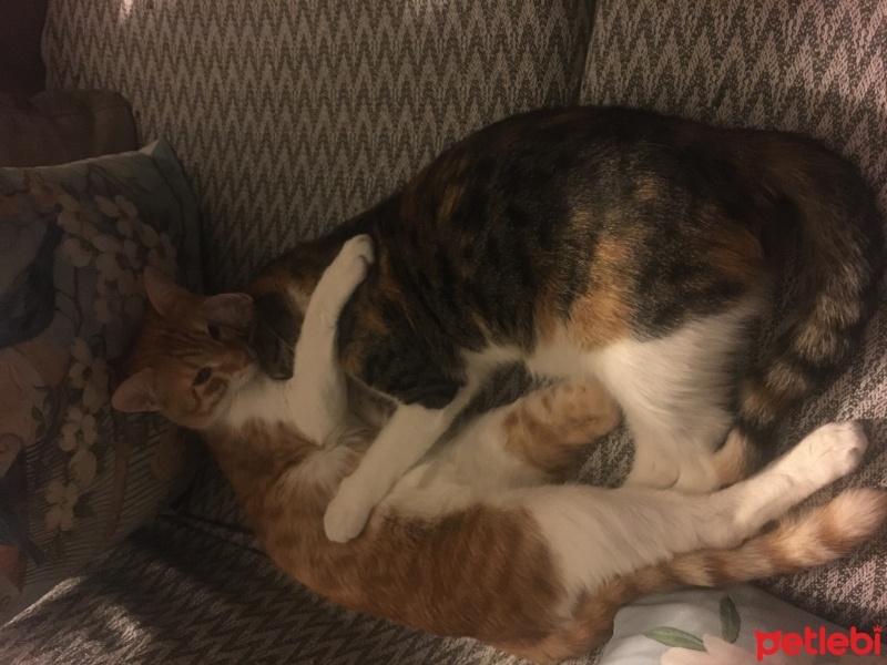 Tekir Kedi, Kedi  Sosuke fotoğrafı