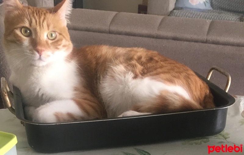 Tekir Kedi, Kedi  Sosuke fotoğrafı