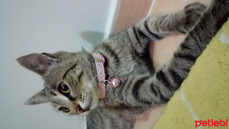 Tekir Kedi, Kedi  Şila fotoğrafı