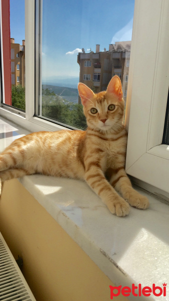 Soke, Kedi  Limon fotoğrafı