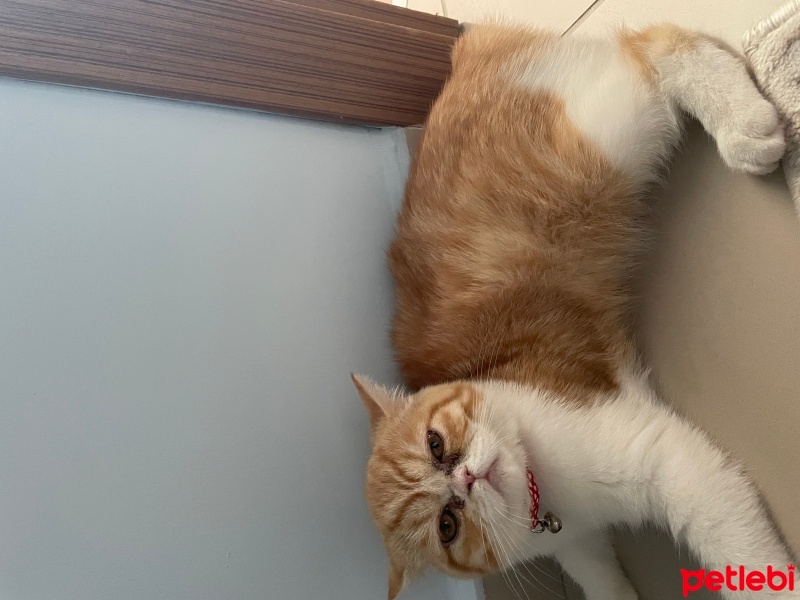 British Shorthair, Kedi  Bella fotoğrafı