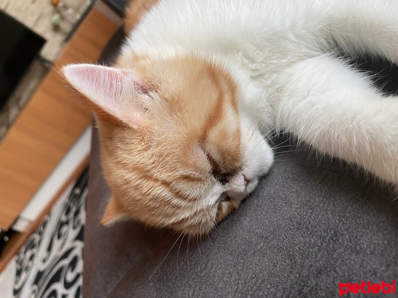 British Shorthair, Kedi  Bella fotoğrafı