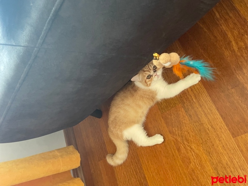 British Shorthair, Kedi  Bella fotoğrafı