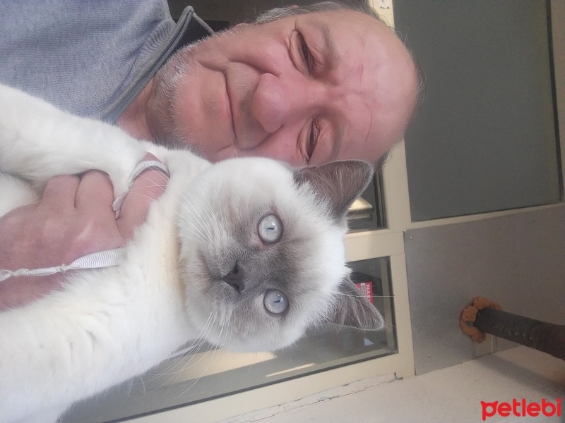 Siyam Kedisi, Kedi  pasa fotoğrafı