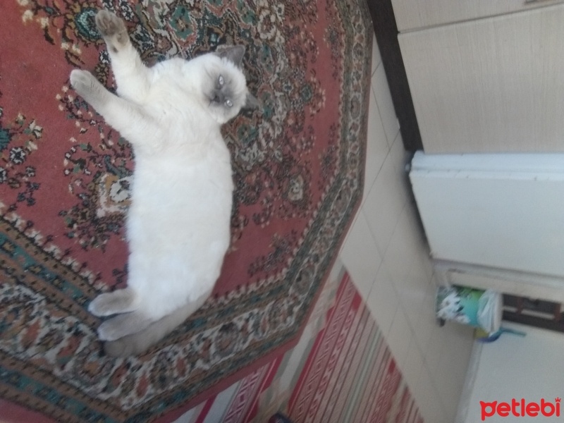 Siyam Kedisi, Kedi  pasa fotoğrafı