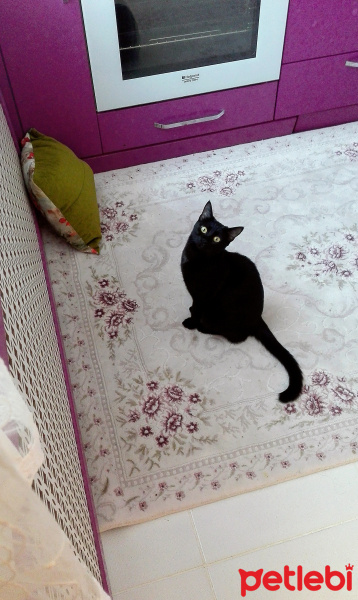 Bombay, Kedi  Sayko fotoğrafı