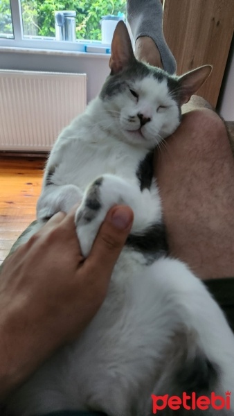 Tekir Kedi, Kedi  Albert fotoğrafı