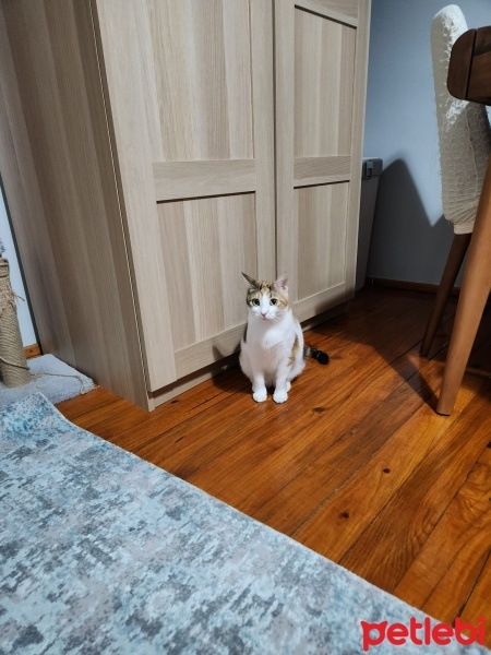 Tekir Kedi, Kedi  Lokum (Köri) fotoğrafı
