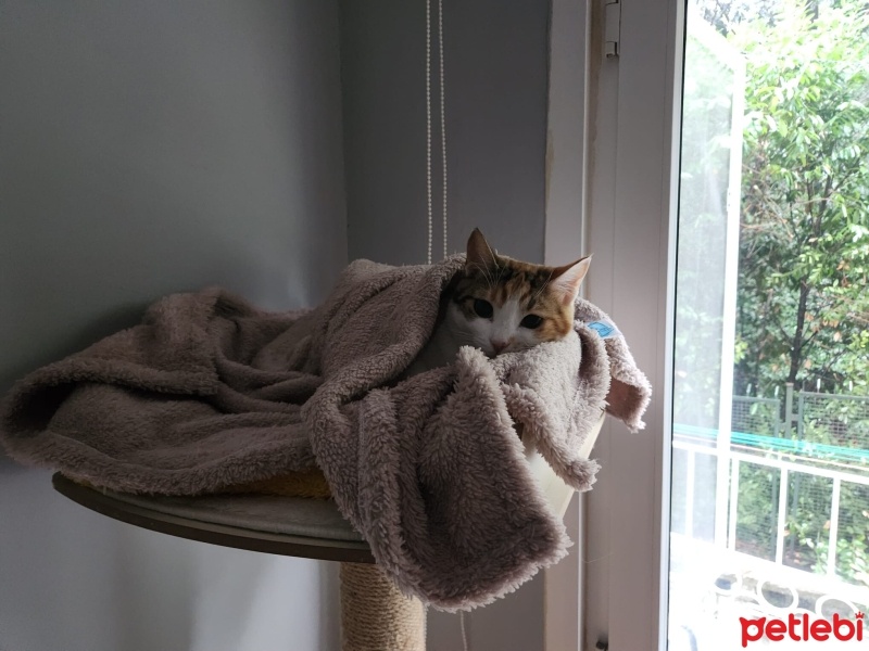 Tekir Kedi, Kedi  Lokum (Köri) fotoğrafı