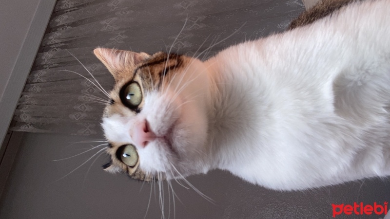 Tekir Kedi, Kedi  ALYA fotoğrafı