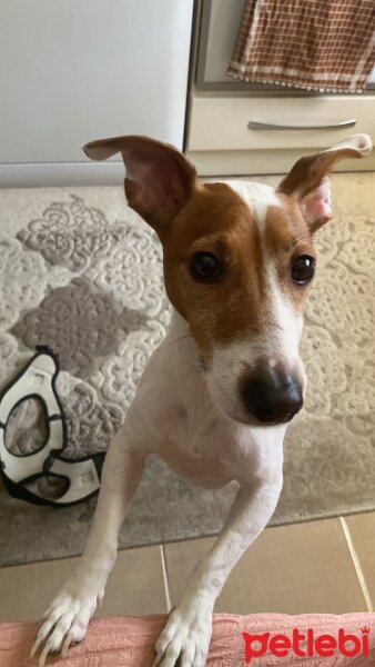 Jack Russell Terrier, Köpek  Hurşit fotoğrafı