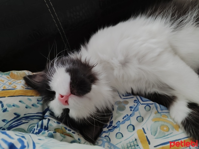 Tuxedo (Smokin) Kedi, Kedi  Yumi fotoğrafı