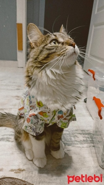 Norwegian Forest, Kedi  BALKIZ fotoğrafı