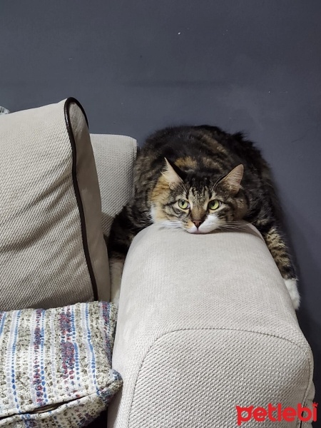 Norwegian Forest, Kedi  BALKIZ fotoğrafı