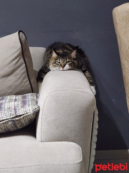 Norwegian Forest, Kedi  BALKIZ fotoğrafı