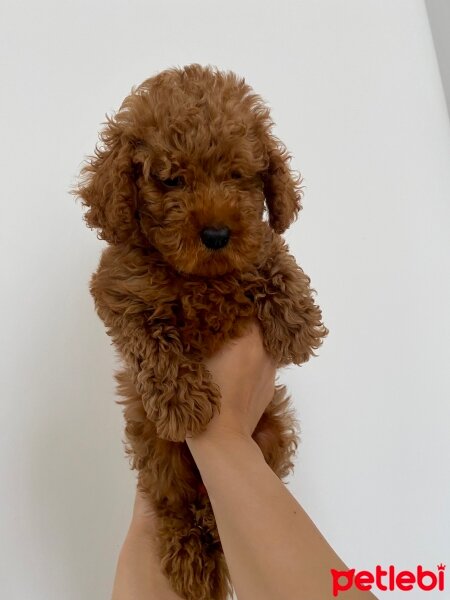 Poodle (Minyatür Kaniş), Köpek  Tarçın fotoğrafı