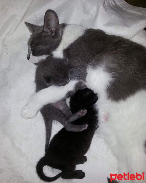 Mavi Rus, Kedi  Nazli fotoğrafı