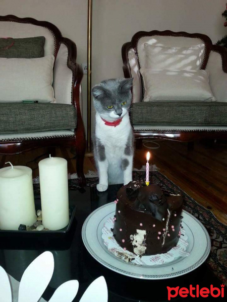 Mavi Rus, Kedi  Nazli fotoğrafı