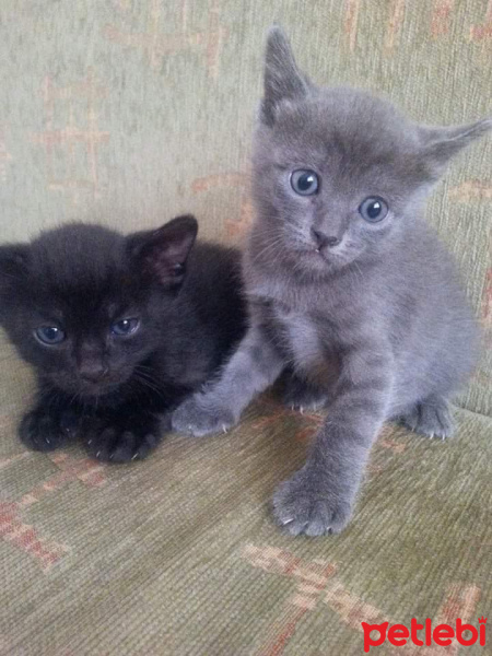 Mavi Rus, Kedi  Nazli fotoğrafı