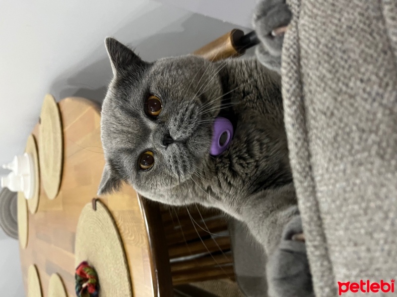 British Shorthair, Kedi  Alfa fotoğrafı
