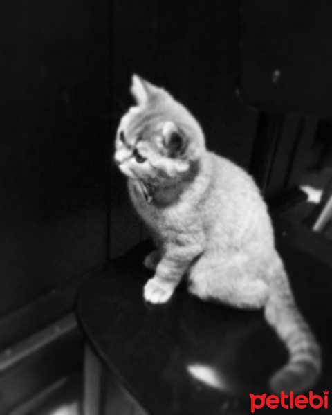 British Shorthair, Kedi  Çakıl Efe fotoğrafı