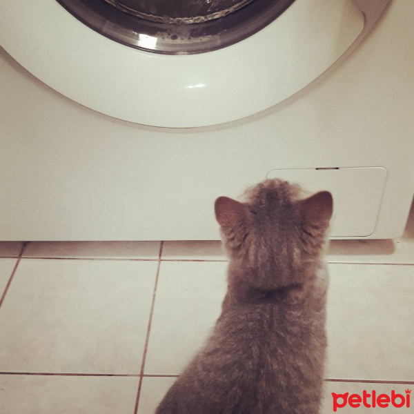 British Shorthair, Kedi  Çakıl Efe fotoğrafı
