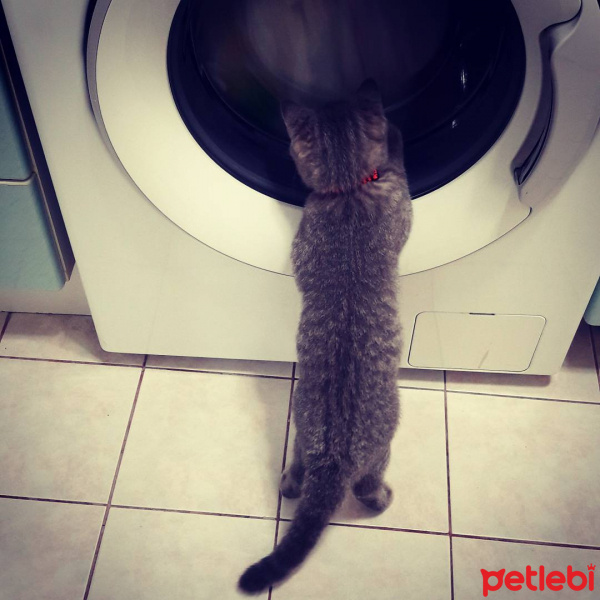 British Shorthair, Kedi  Çakıl Efe fotoğrafı