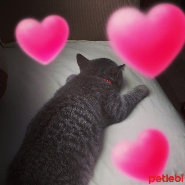 British Shorthair, Kedi  Çakıl Efe fotoğrafı
