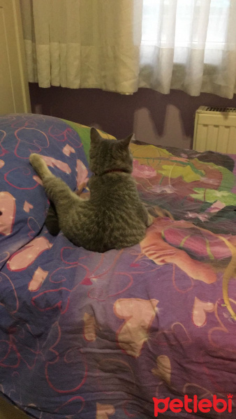 British Shorthair, Kedi  Çakıl Efe fotoğrafı