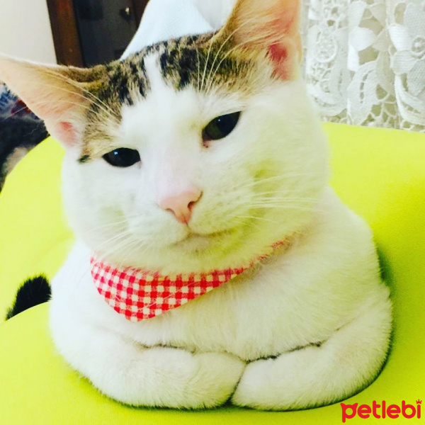 British Shorthair, Kedi  Çakıl Efe fotoğrafı