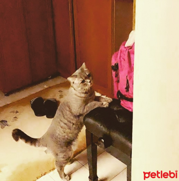 British Shorthair, Kedi  Çakıl Efe fotoğrafı