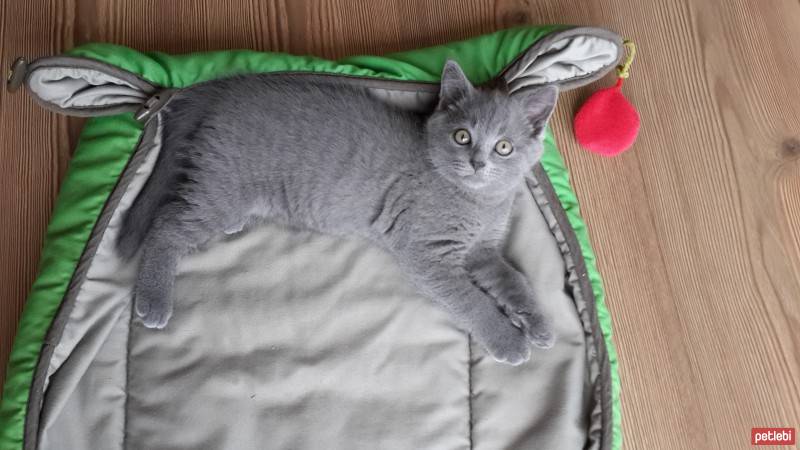 Scottish Fold, Kedi  robin fotoğrafı