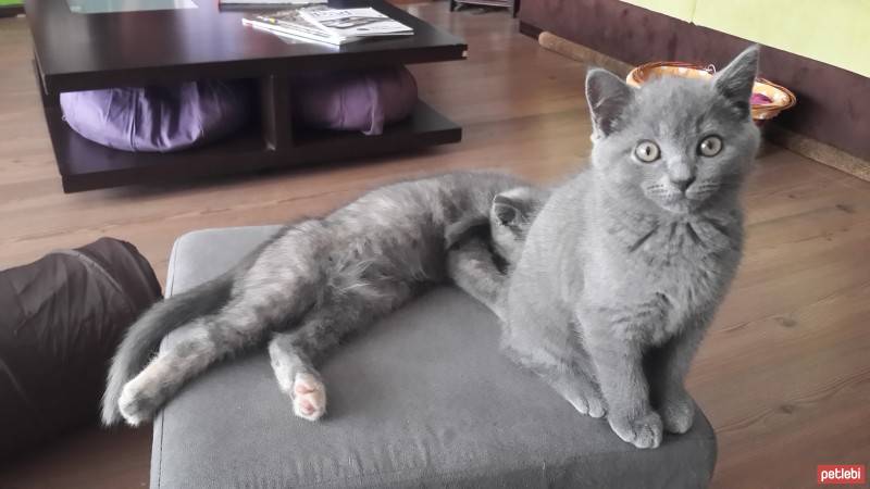 Scottish Fold, Kedi  robin fotoğrafı