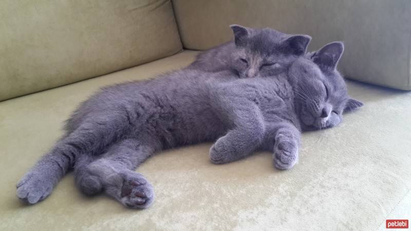 Scottish Fold, Kedi  robin fotoğrafı