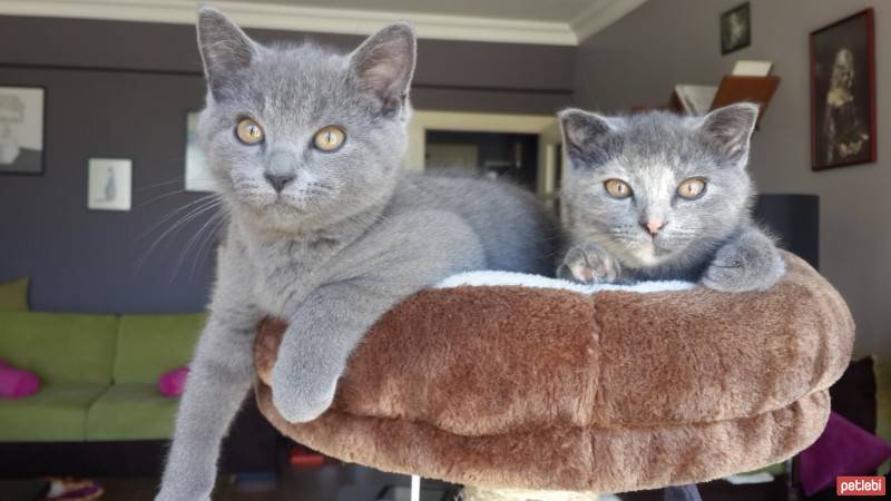 Scottish Fold, Kedi  robin fotoğrafı